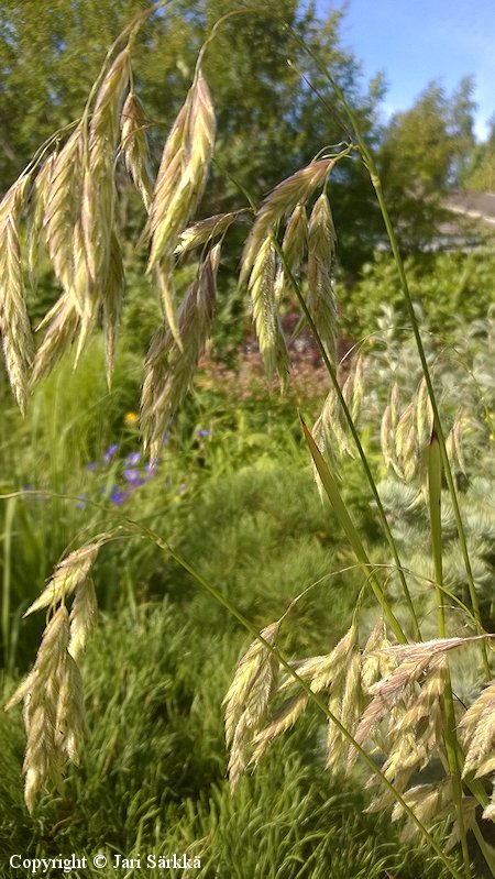 Bromus kalmii preeriakattara